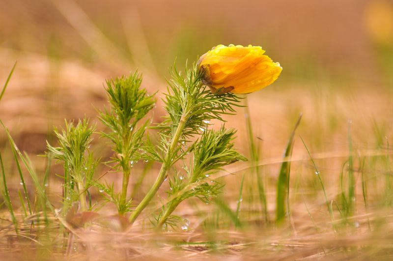 май, природа, весна, первоцвет, цветы, татарстан, россия, цветок, адонис, макро Первоцветphoto preview