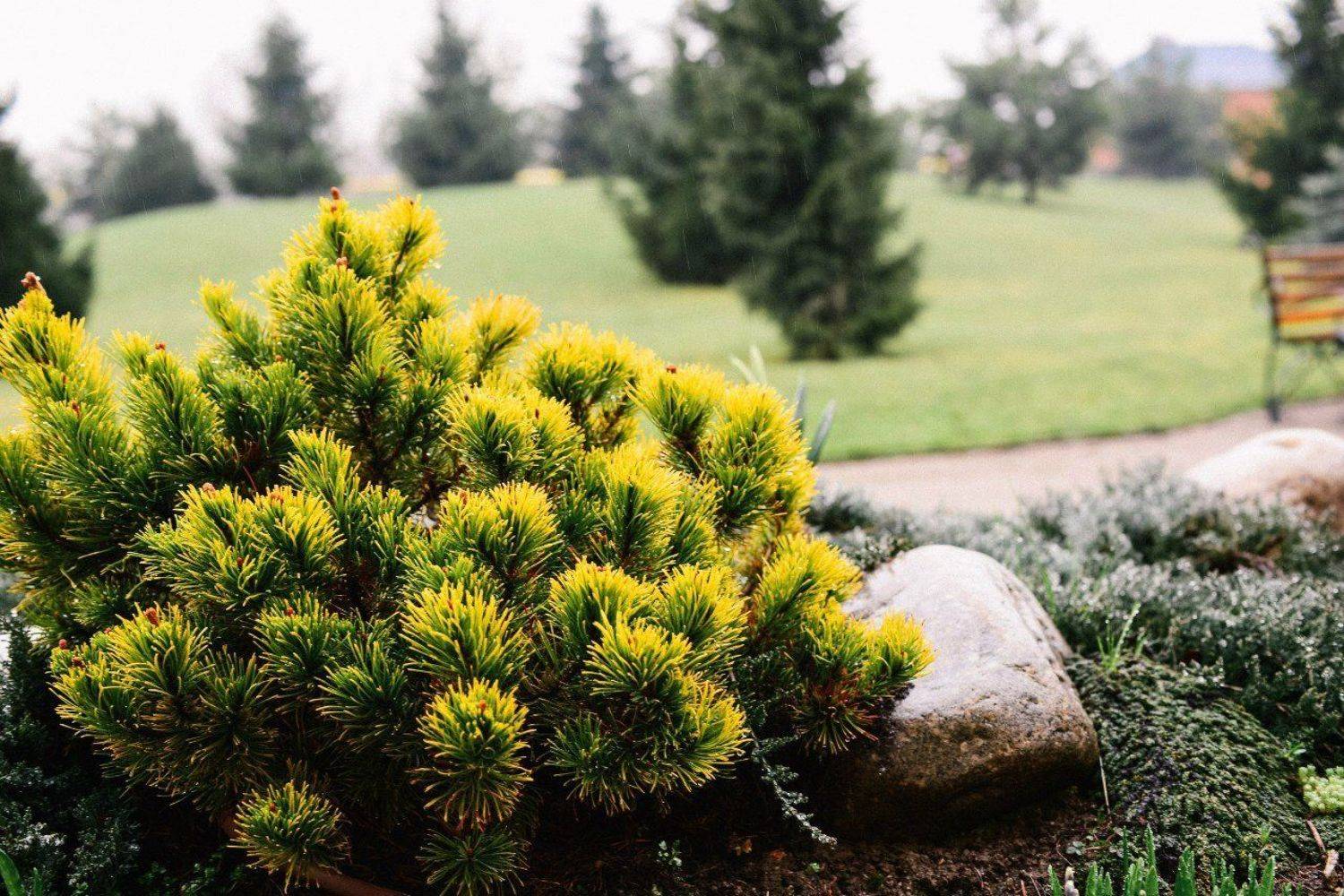 Автор: Шнель Андрей , Шнель Андрей