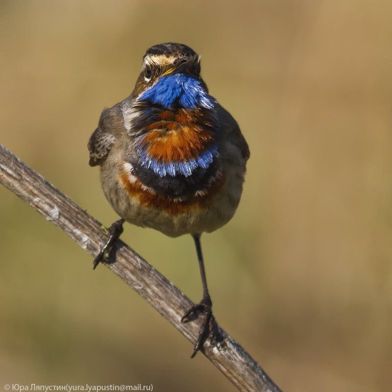 варакушка, Bluethroat.photo preview