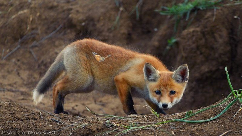 my-mriya,  Маленький охотникphoto preview