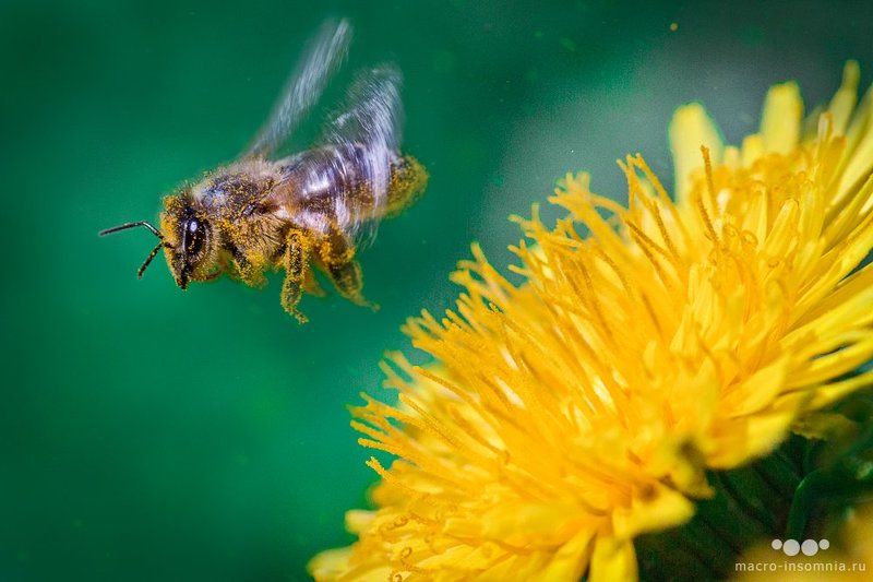 макро, пчелы, мед, одуванчики, солнце, апрель, май, взлет, крылья, в полете, кривошеев кирилл, макро инсомния, macro insomnia, пыльца, полет От цветкаphoto preview