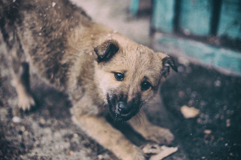 Деревня, Иланский, Красноярск, Пес, Россия, Сибирь Арчиphoto preview