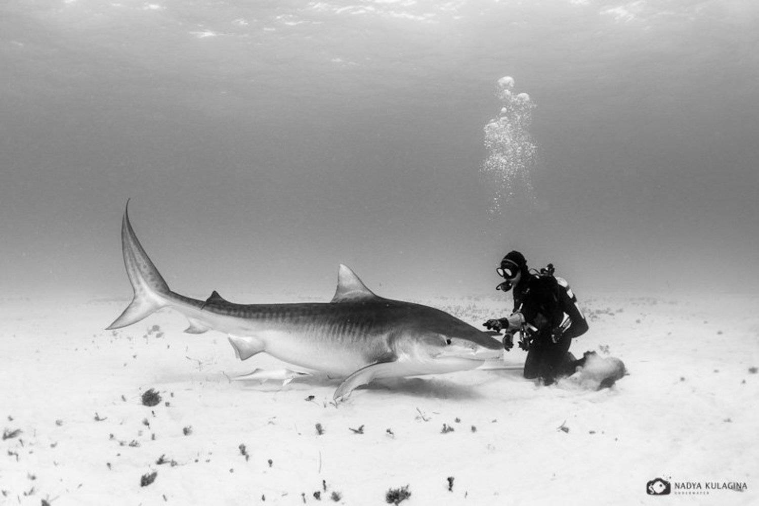 underwater, diving, tiger shark, shark, pelagic, predator, ties, relation, relationship, black and white, Nadya Kulagina