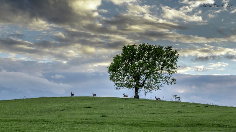 animals,tree,nature,sky,clouds,deer,running In the light of sunsetphoto preview