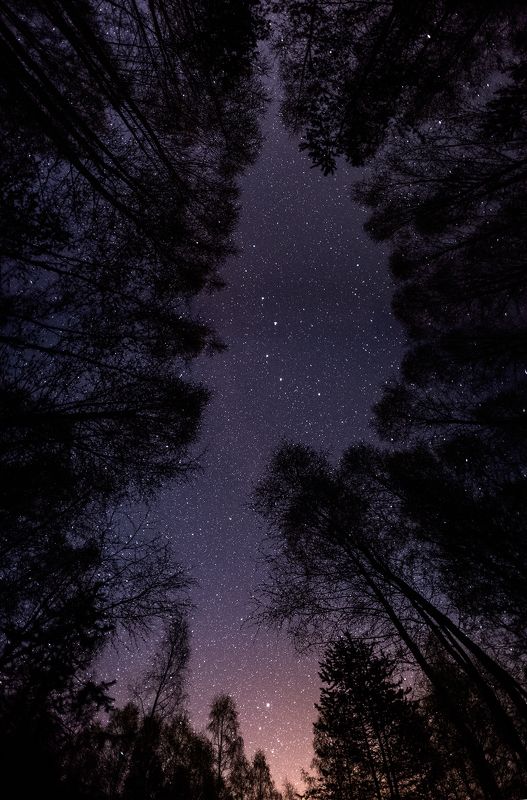 Ночь в майском лесуphoto preview