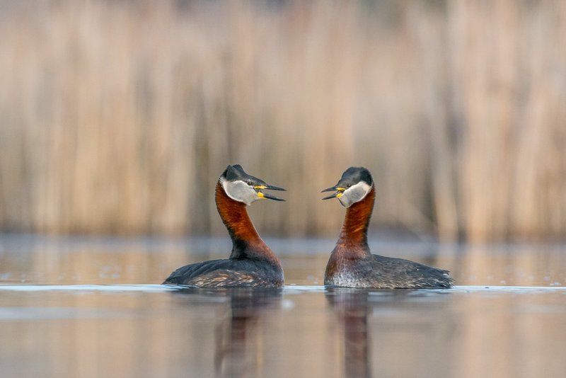 aves, birds, grebes, podiceps, podiceps grisegena, ptaki, red-necked grebe, perkoz rdzawoszyi, birder\'s corner Red-necked Grebe фото превью