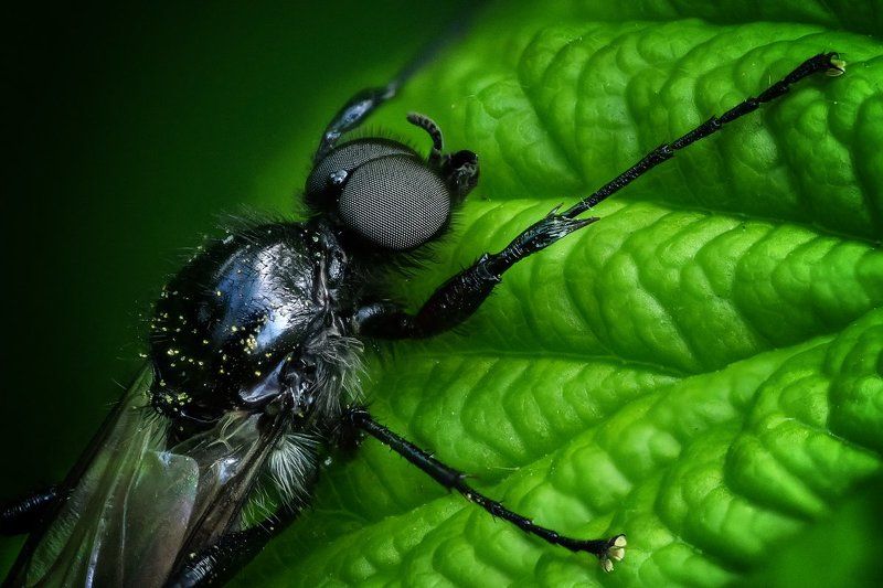 И в мухе небо отражалось...photo preview