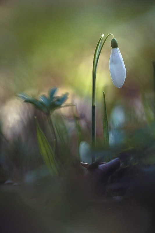 Early springphoto preview