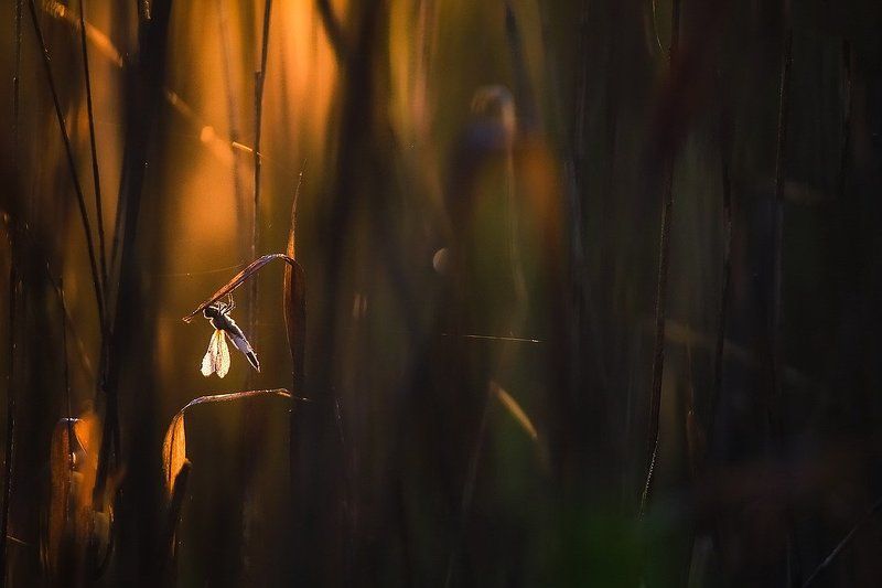 Волшебное утро ко мне постучалось...photo preview