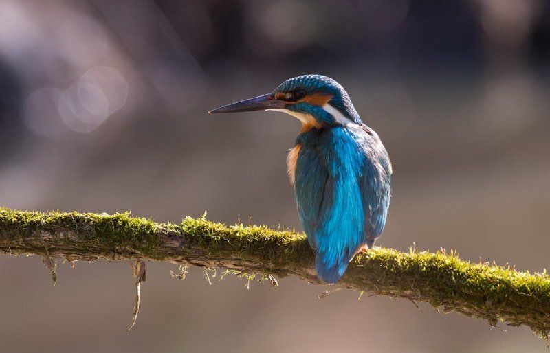 Зимородки прилетели.photo preview