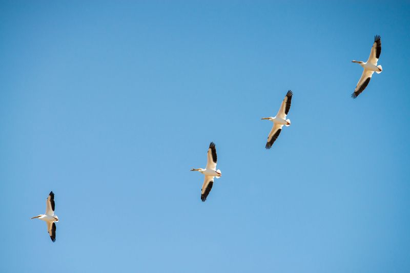 канада, альберта, калгари, птицы, пеликаны Пеликаны на севереphoto preview