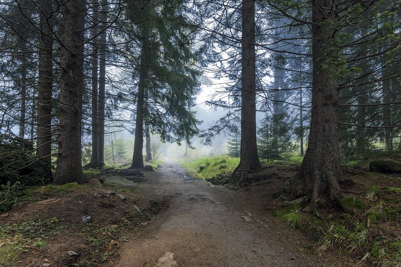 Walking in the fogphoto preview