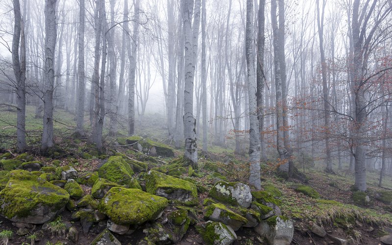 Quiet - calming fogphoto preview