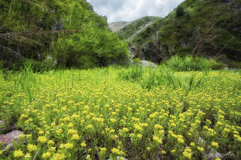 горы весна зелень цветы Кыргызстан тяньшань mountains spring green flowers Kyrgyzstan Tianshan Малиновое ущелье. Кыргызстанphoto preview