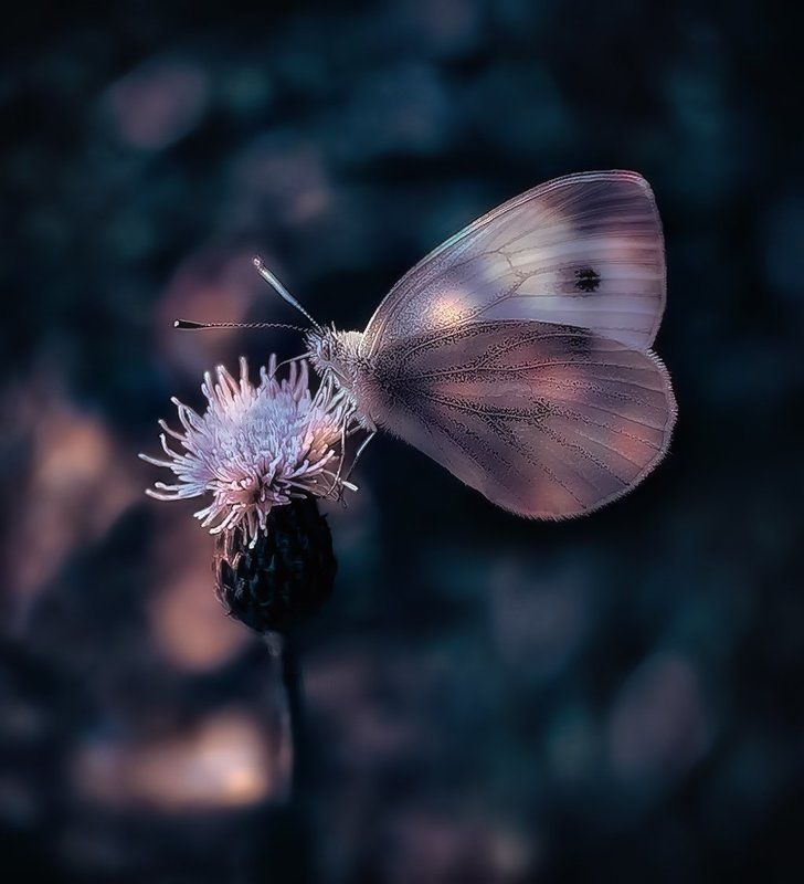 Бабочка *****photo preview