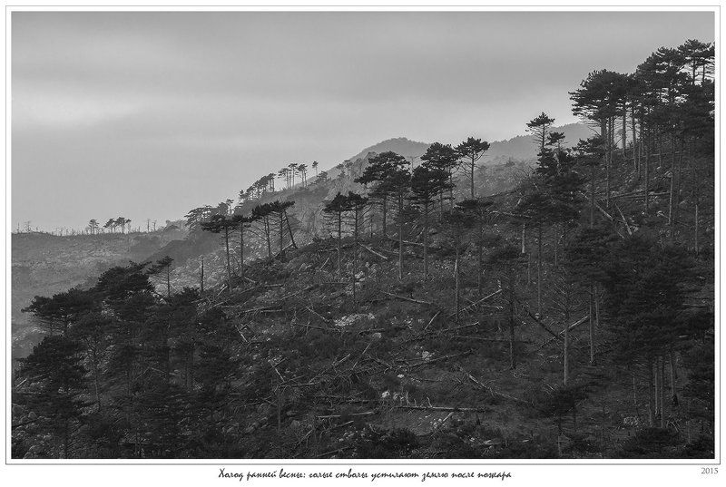 Анатолий покровский, Весна, Горельник, Горы, Крым, Лесной пожар, Скалы, Сосны Холод ранней весны: голые стволы устилают землю после пожара фото превью
