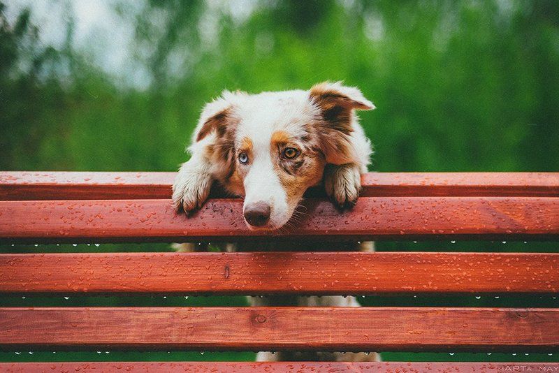 собака, австралийская овчарка, дождь После дождяphoto preview