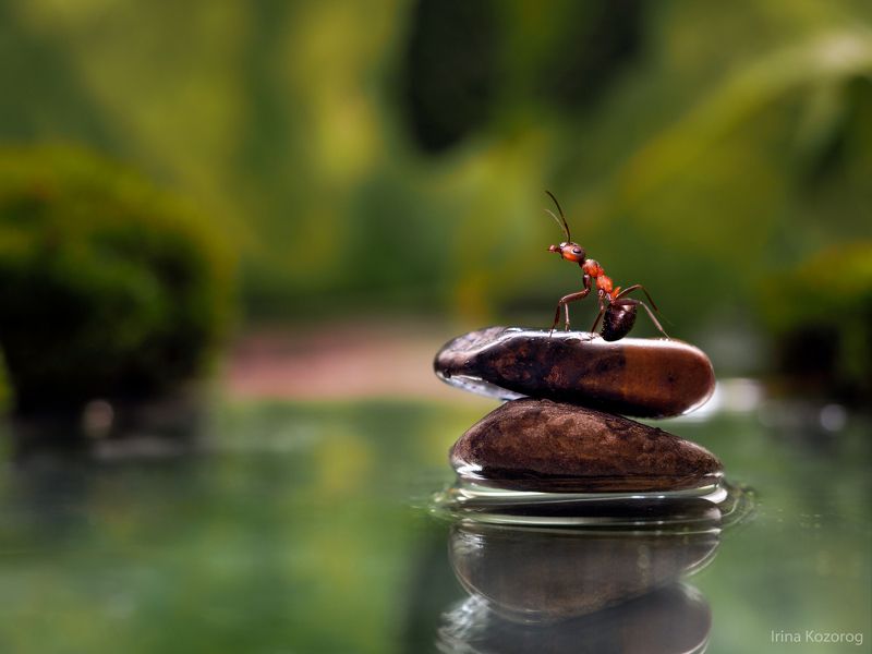 Дзенphoto preview