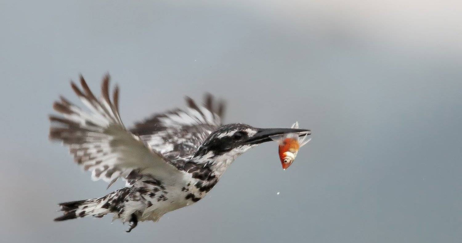 Маленький охотник. Автор: Yuri Gomelsky 7d, animals, birds, fish, kingfisher, животные, зимородок, птицы, рыба, Yuri Gomelsky
