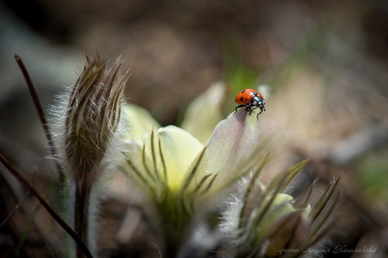 Прострел поспелphoto preview
