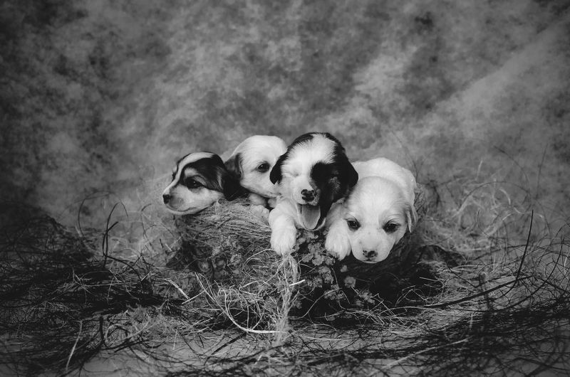 щенки, гнездо,китайская хохлатая, собаки Подросли щенкиphoto preview