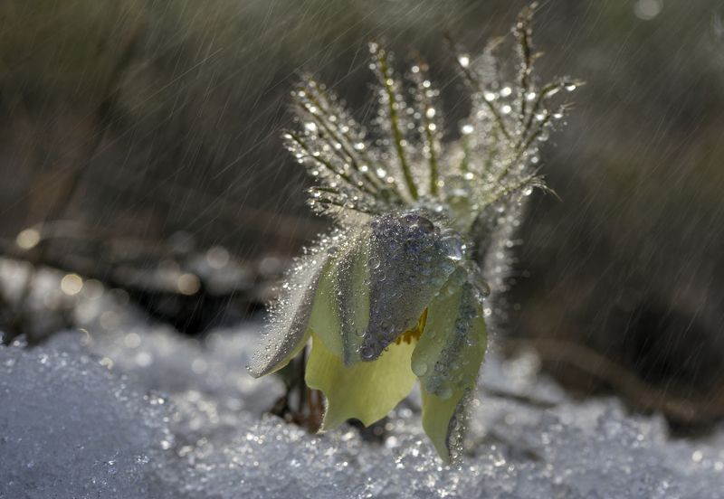 Первый дождь фото превью