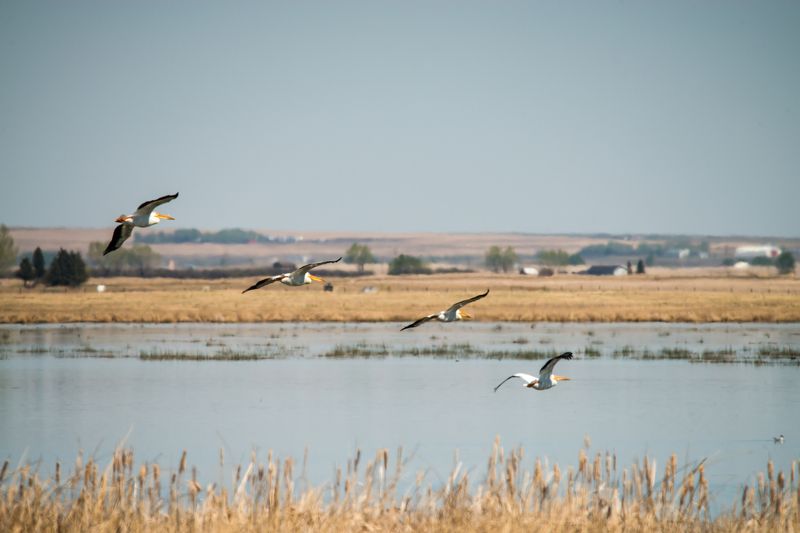 канада, альберта, калгари, птицы, пеликаны Пеликаны на севереphoto preview