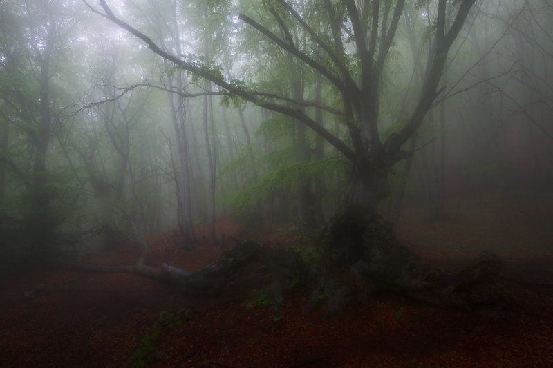 демерджи., туманы., крым., лес. Спускаясь тропами Демерджи.photo preview