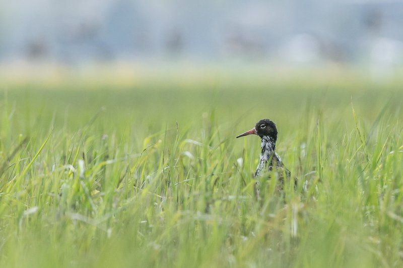aves, birds, calidris pugnax, ptaki, batalion, birder\'s corner Calidris pugnax фото превью