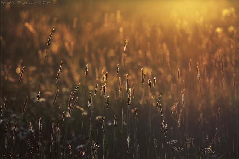 Celestial Summer Xphoto preview