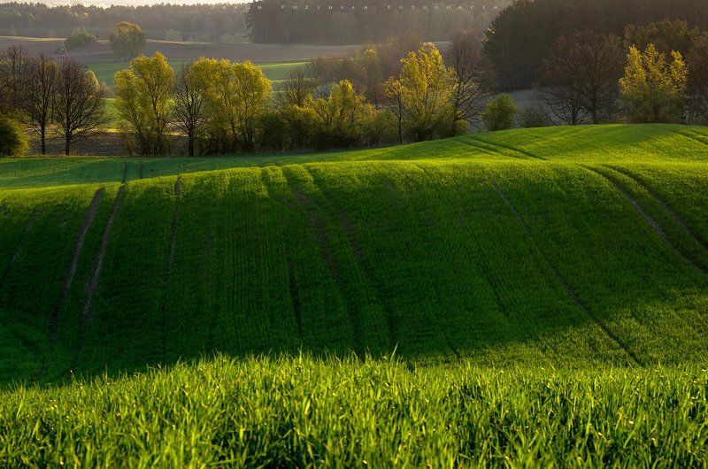 Fild, Jakub przybyla, Poland, Spring, Zlocieniec Springphoto preview