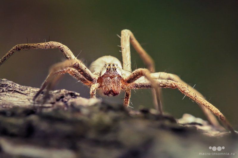 pisaura mirabilis, пизаура удивительная, макро, насекомые, паук, кирилл кривошеев, macro insomnia, дуб, роща В дубовой рощеphoto preview