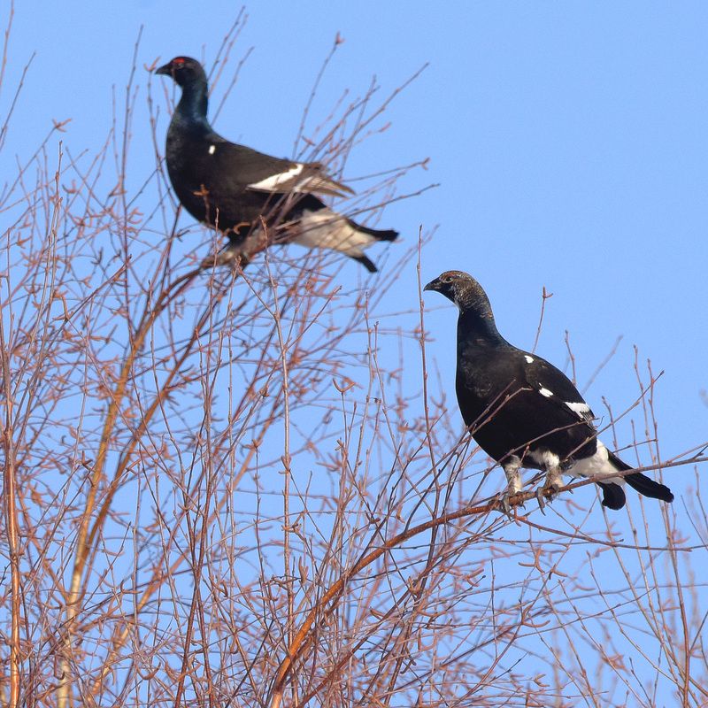 тетерева, березовые почки, весна Косачи.photo preview