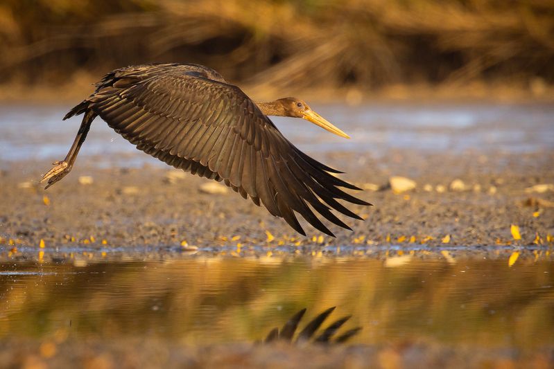 Black stork  фото превью