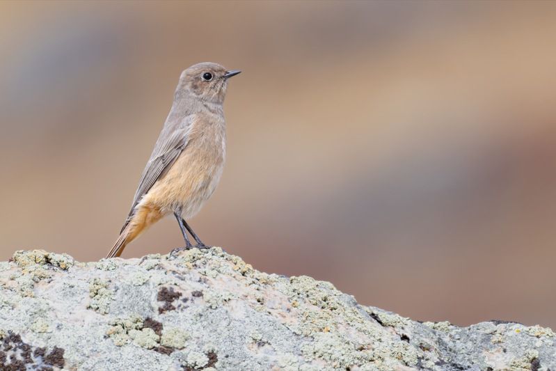 краснобрюхая горихвостка, птицы, горихвостка, алтай Краснобрюхая горихвосткаphoto preview