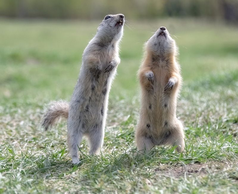 животные, суслики, лето, пара Дуэтphoto preview