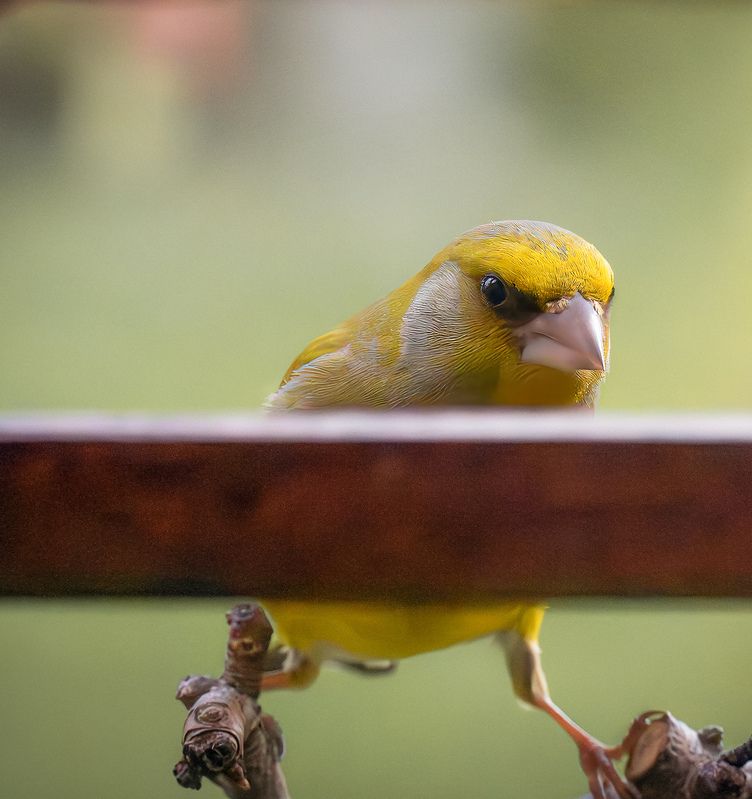 Зеленушка весна птицы  Ну и когда обедать будем?photo preview