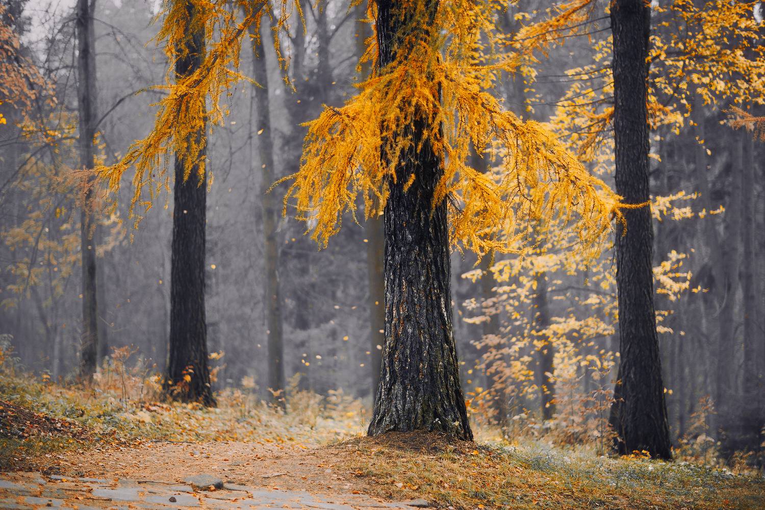 лиственница, осень, лес, Кочкин Владимир