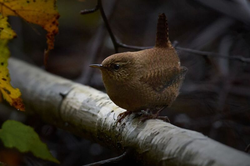 Крапивник / Wren / Troglodytes troglodytesphoto preview