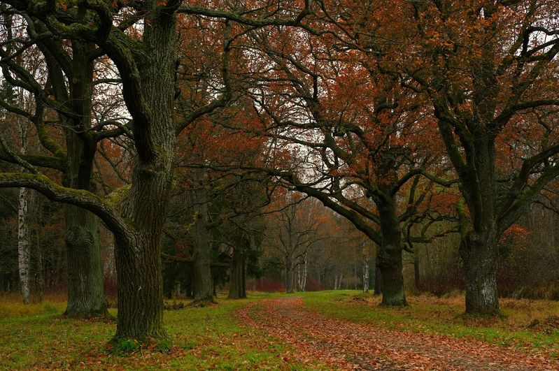 Octoberphoto preview