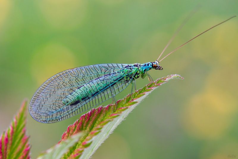 златоглазка ***photo preview