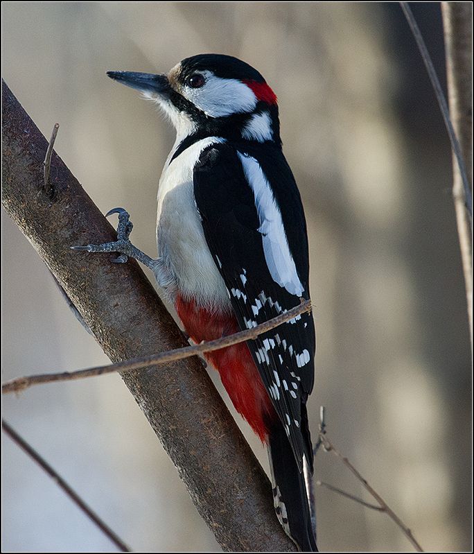 москва, парк, большой пёстрый дятел, птица *****photo preview