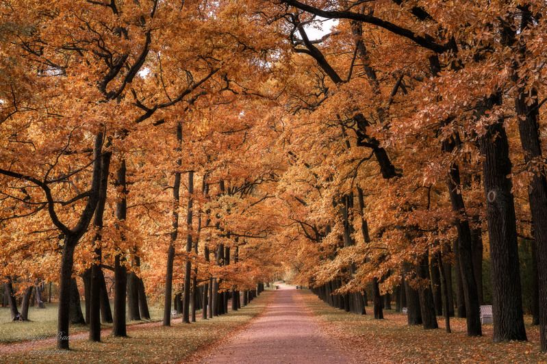 осень, осенний пейзаж, парки photo preview