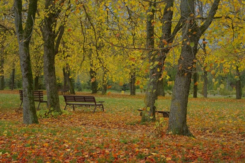 осень листва утро Осеннее утроphoto preview