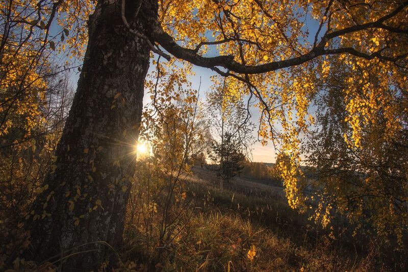 осень, рассвет, сентябрь Солнечные зайчики в осеннем лесу.photo preview