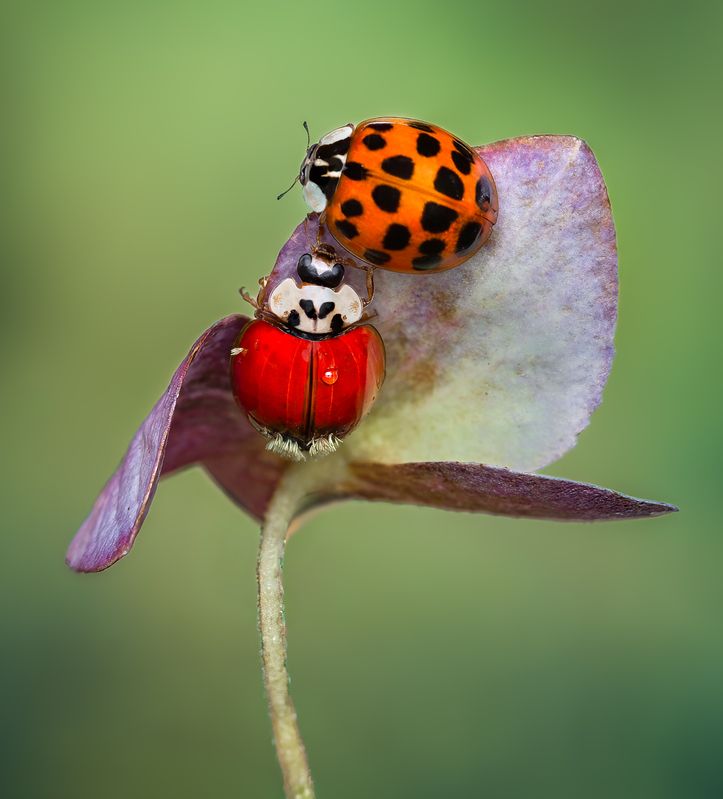 ladybug, beetle, insect, flower, macro, bugs, ladybird, Chromatic companionsphoto preview