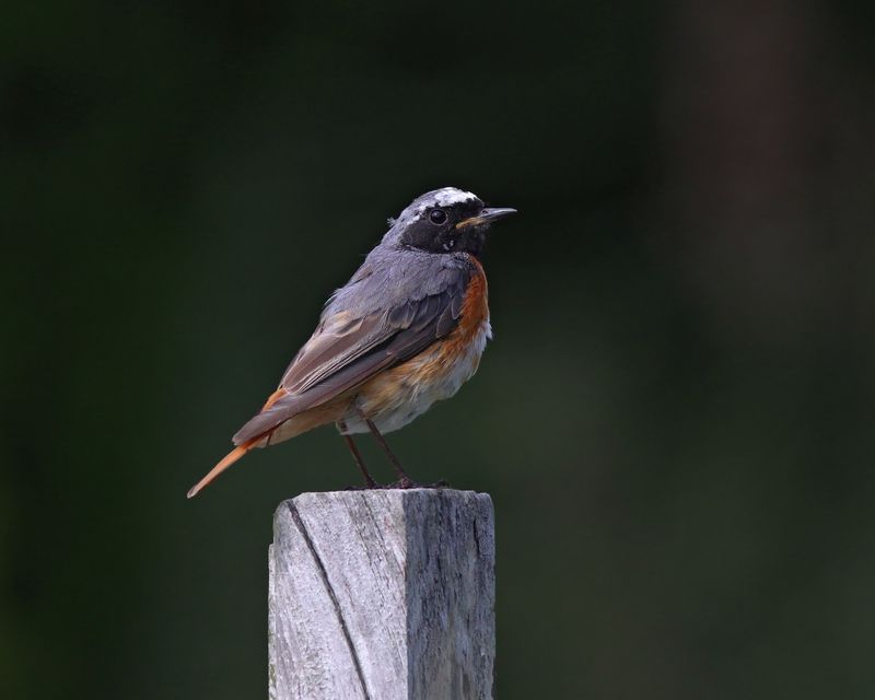 обыкновенная горихвостка, горихвостка, phoenicurus phoenicurus, common redstart Юный горихвостикphoto preview