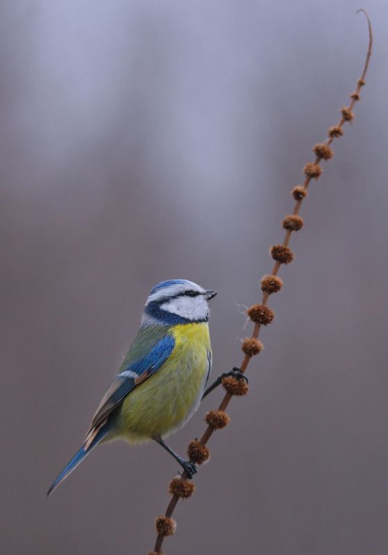 parus caeruleus, лазоревка, Лазоревка.photo preview
