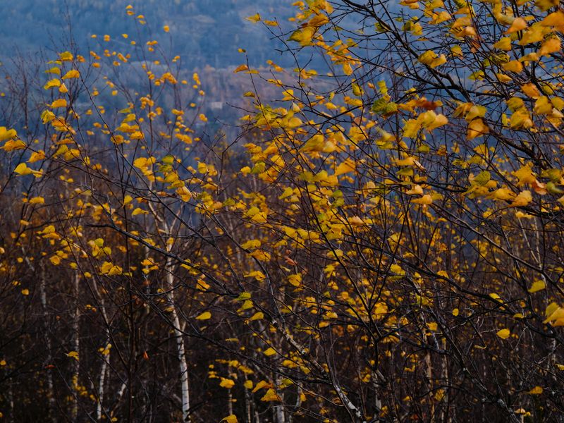 Восточный ветерphoto preview