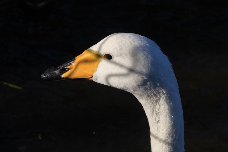 птицы,лебедь Портретphoto preview